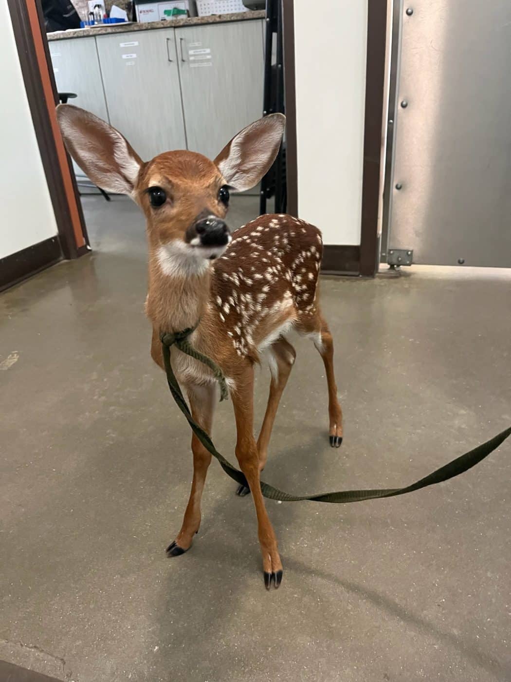 fawn with leash and collar attached
