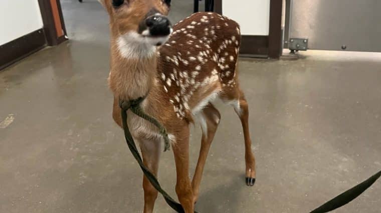 fawn with leash and collar attached