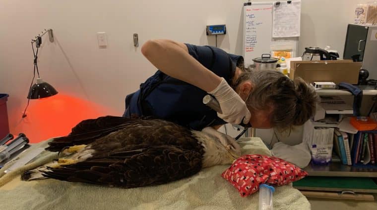 bald eagle is examined at the wildlife hospital