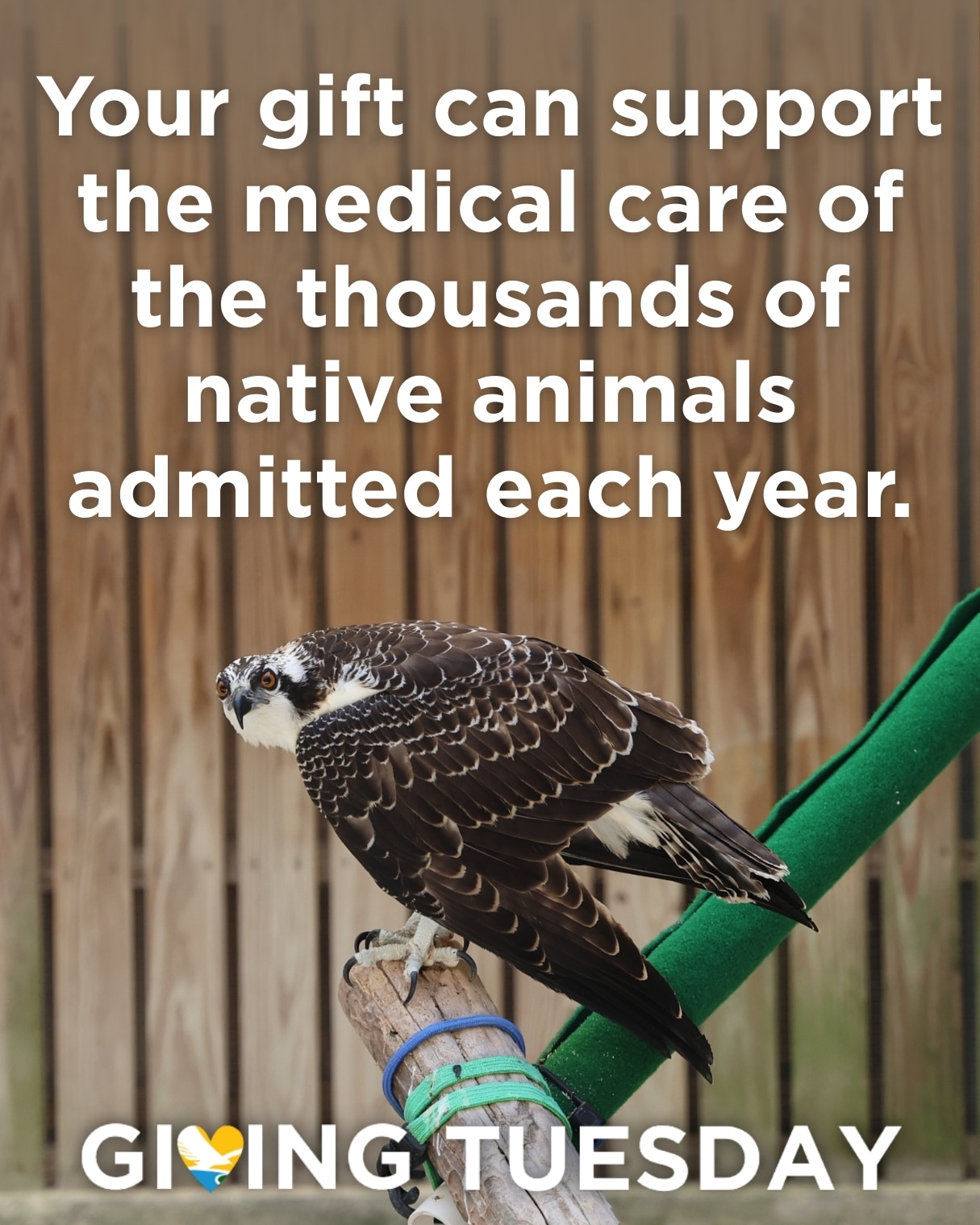 injured osprey at the von arx wildlife hospital