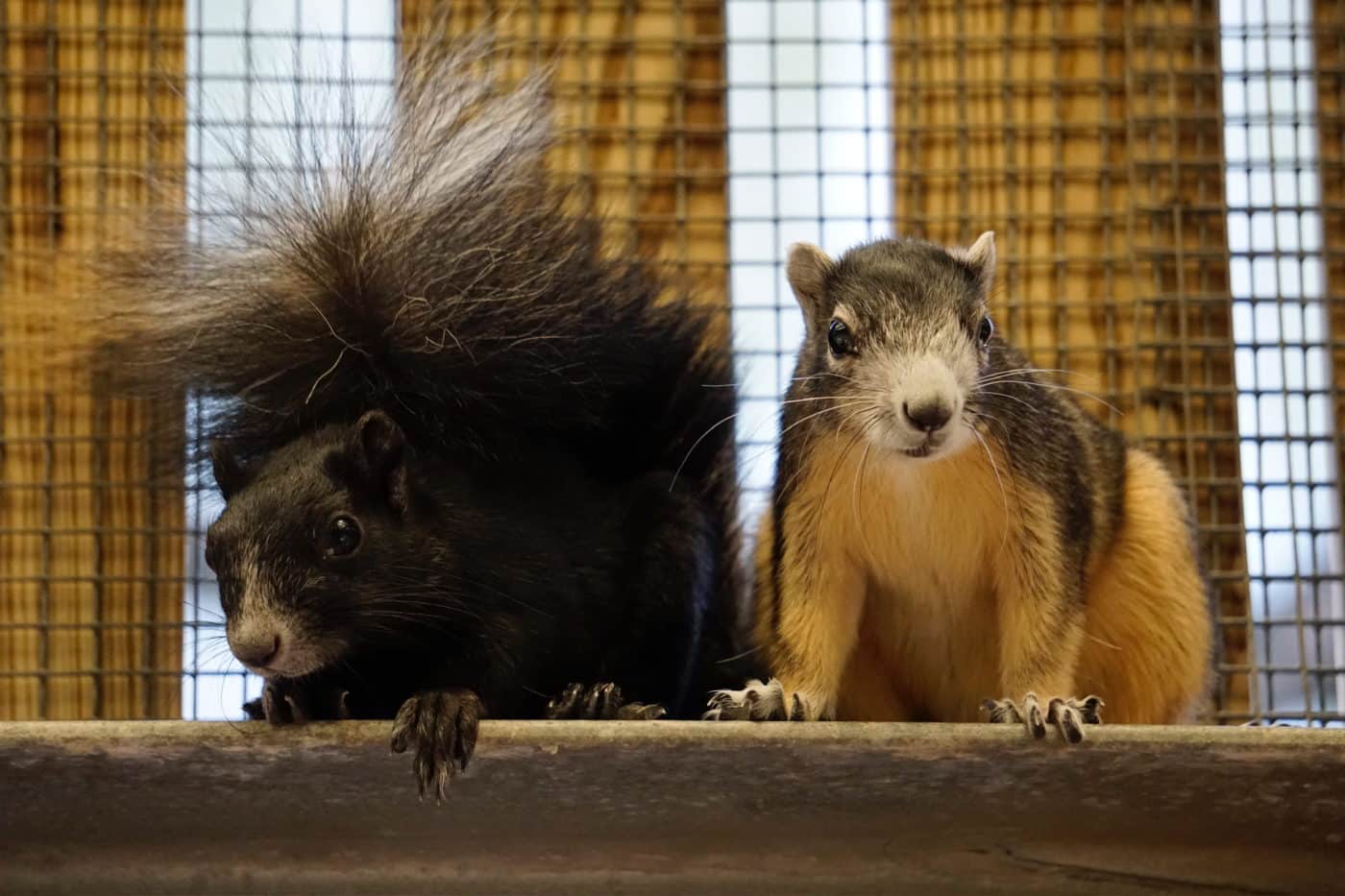big cypress fox squirrel