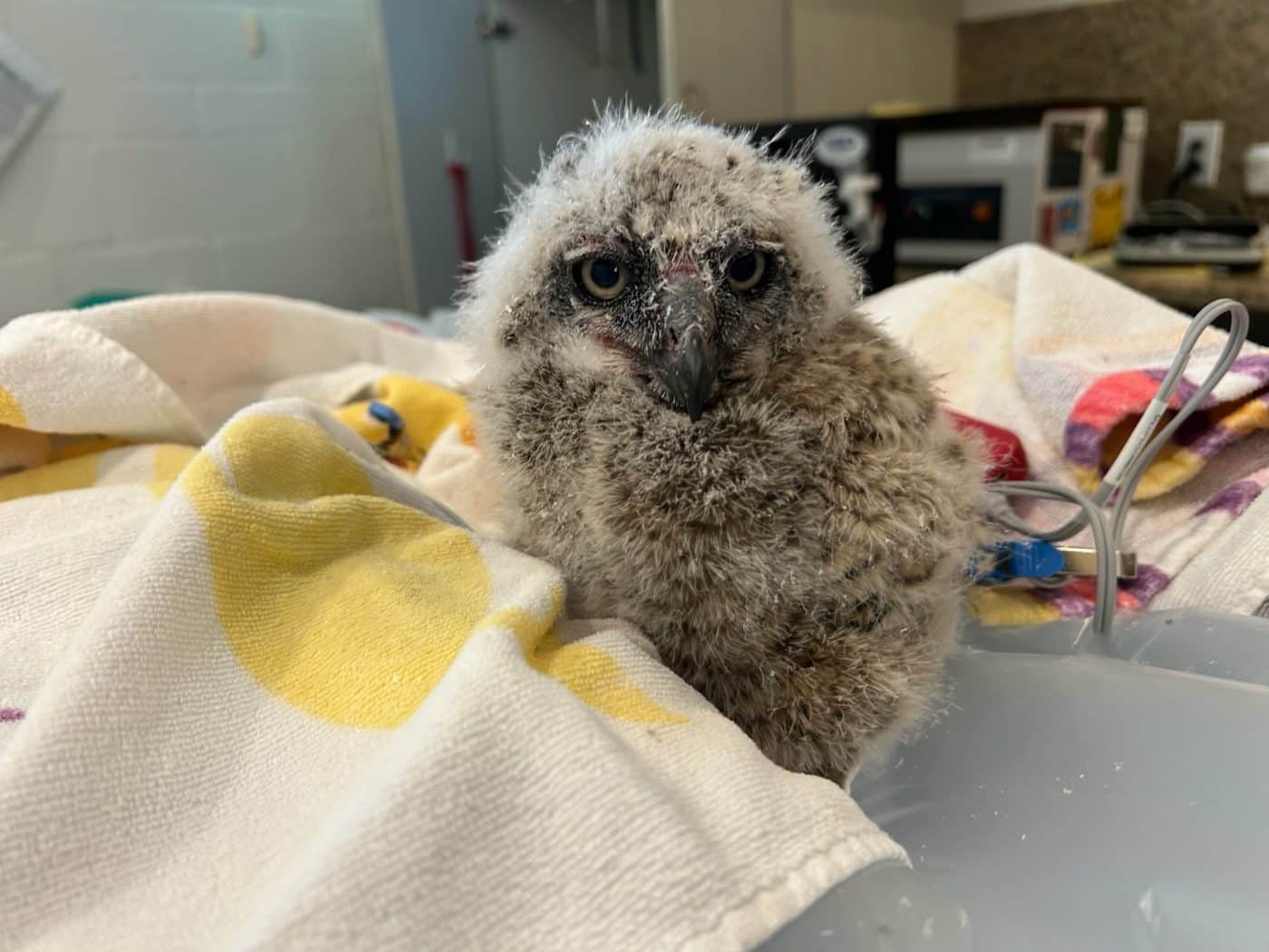 great horned owlet