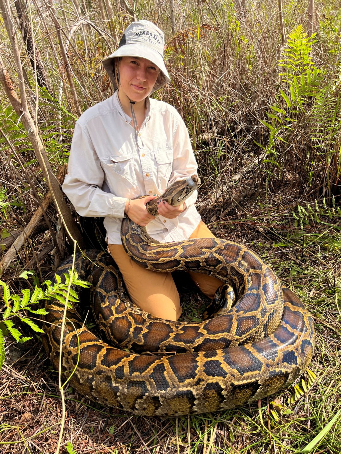 Python Florida Deer Record python removal season highlights Conservancy’s science-based ...