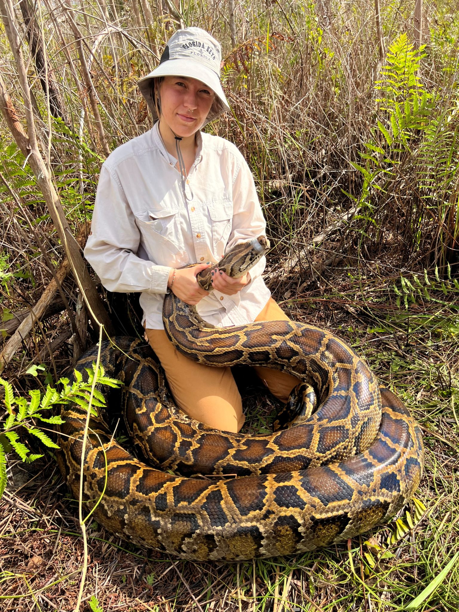 Python Snake Wild Life Record python removal season highlights Conservancy’s science-based ...