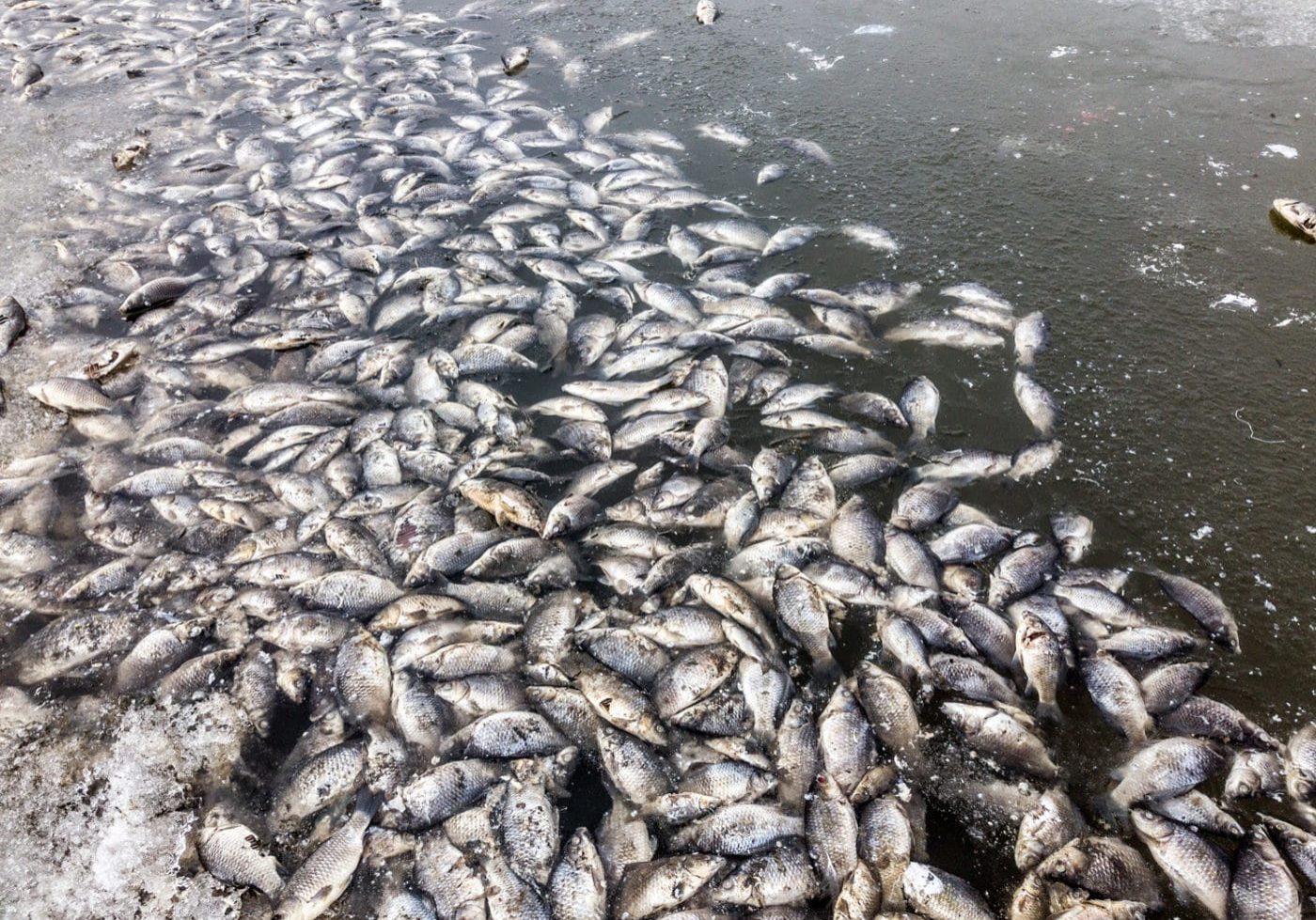 Dead fish floating in a body of water