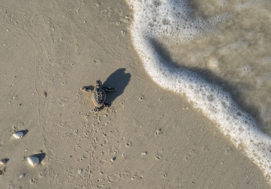 About Us Turtle Hatchling
