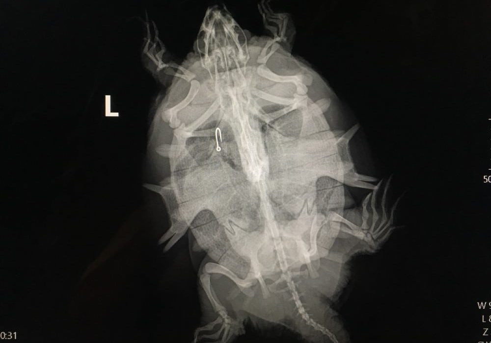 1 HHi3WKEd0xV7deRO3dos W