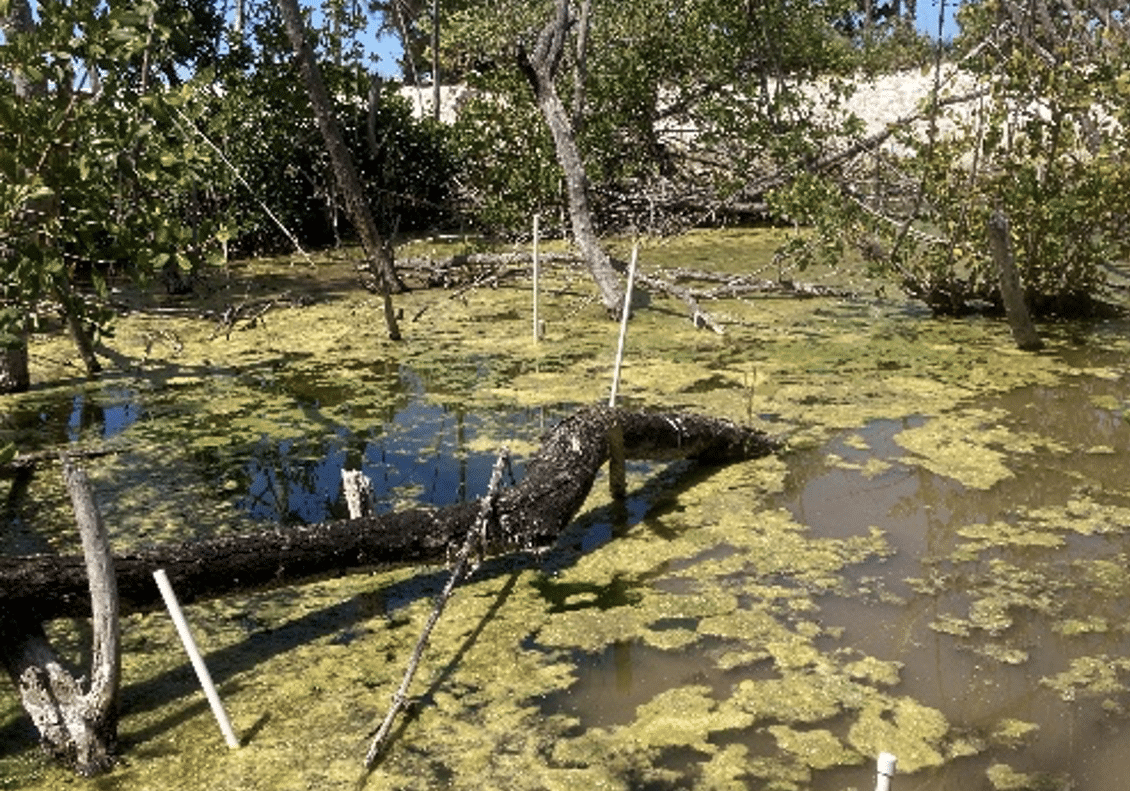 Mangrove mud hole, 2026