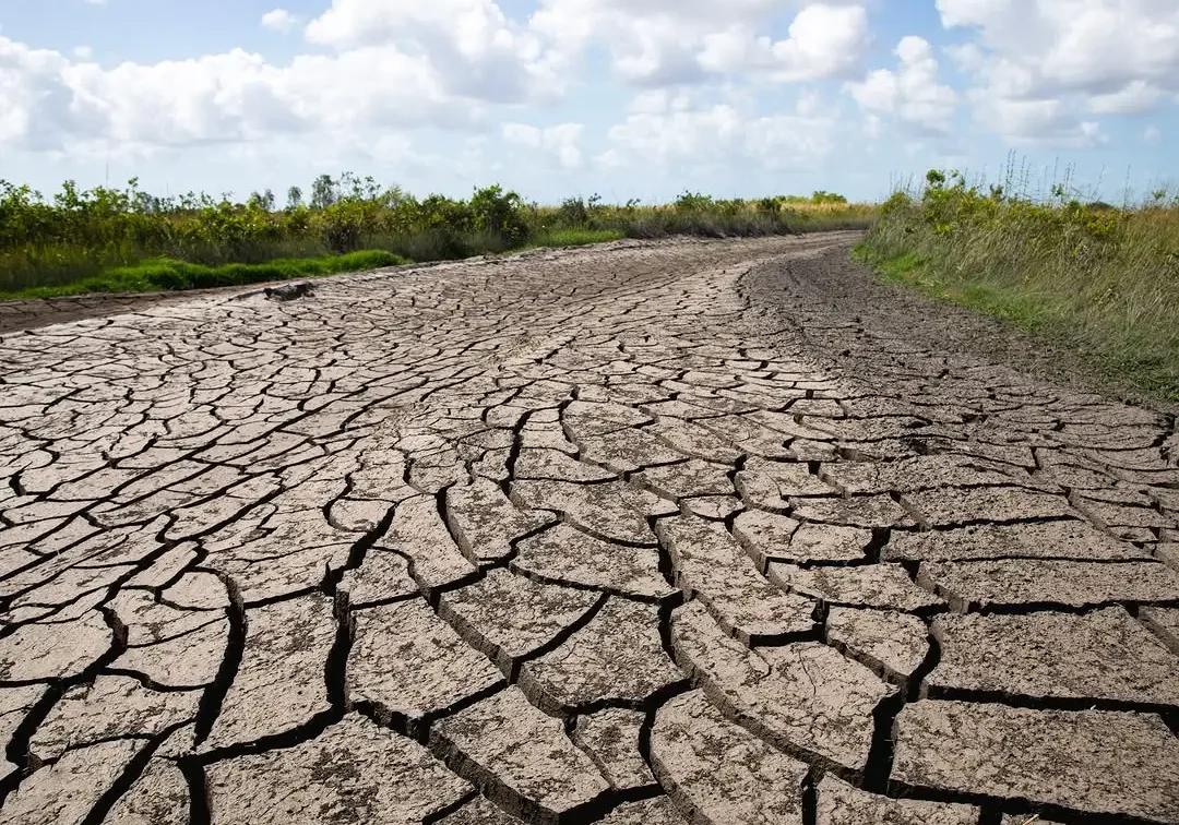 Everglades drought