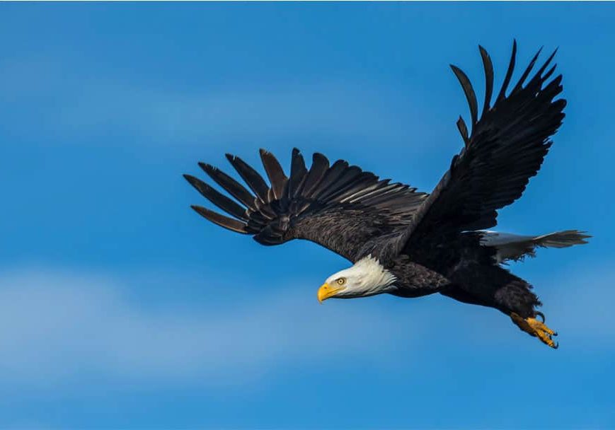 628b99885e2ba16b8b11e399 Soaring Eagle 628b99885e2ba16b8b11e399 Soaring Eagle