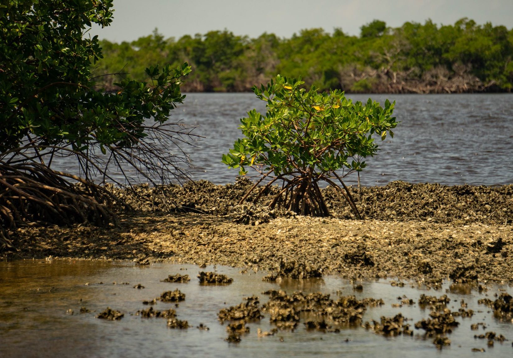 Mangrove Island