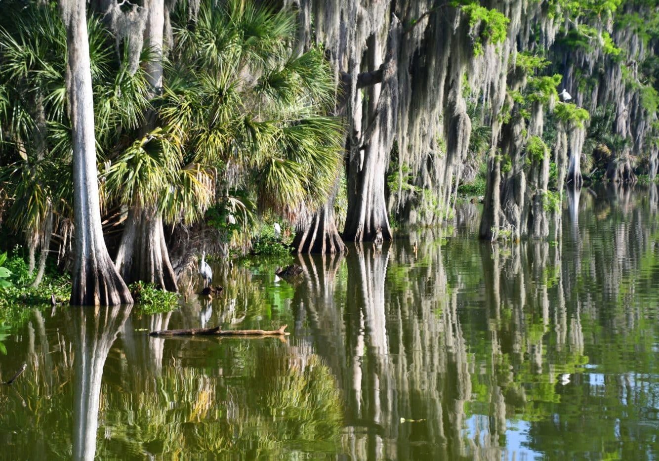 Beautiful Trees In The Everglades Reflected In A Lake