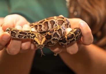 Burmese python