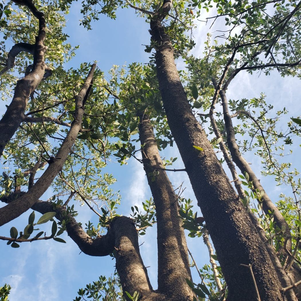 A canopy of mature black mangroves recovering after Hurricane Irma.