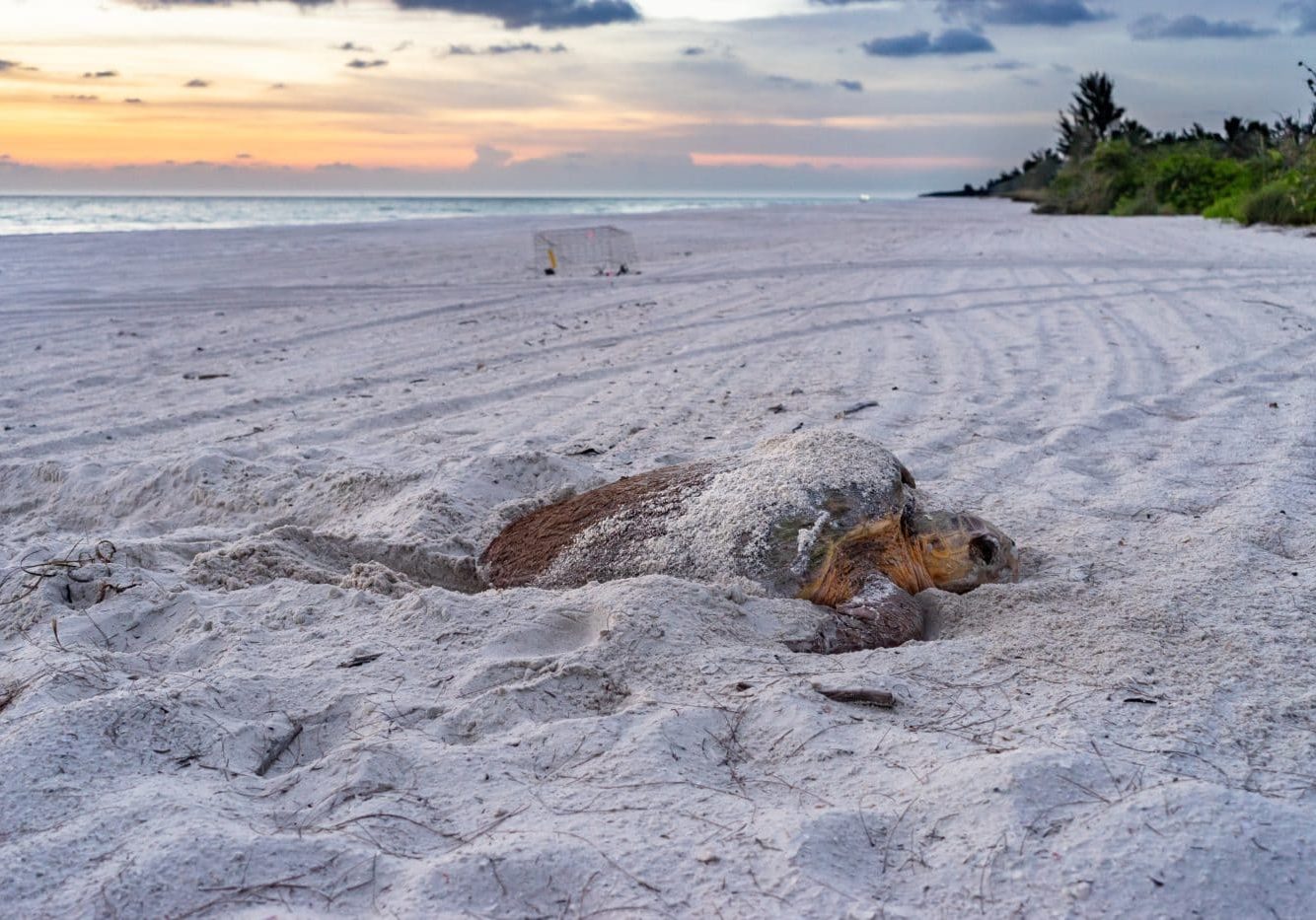 CSWFL Sea Turtle Nesting Dawn 2022 CSWSFLpermit MTP 116 