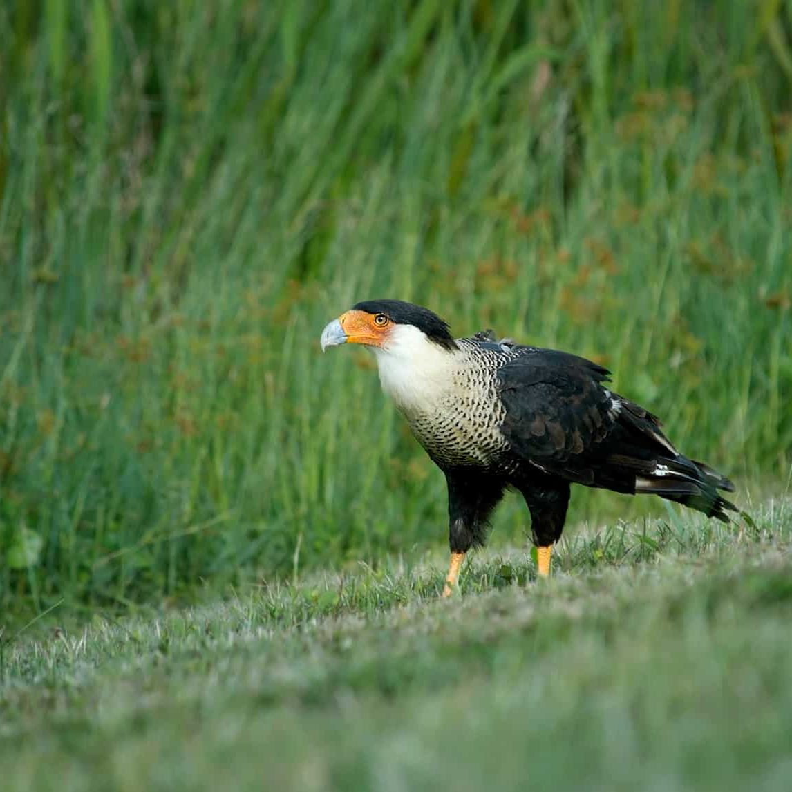 Crested Caracara standing on a grassy hill