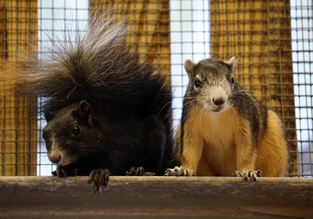 big cypress fox squirrel