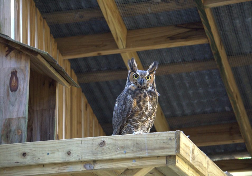 Great horned owl perched