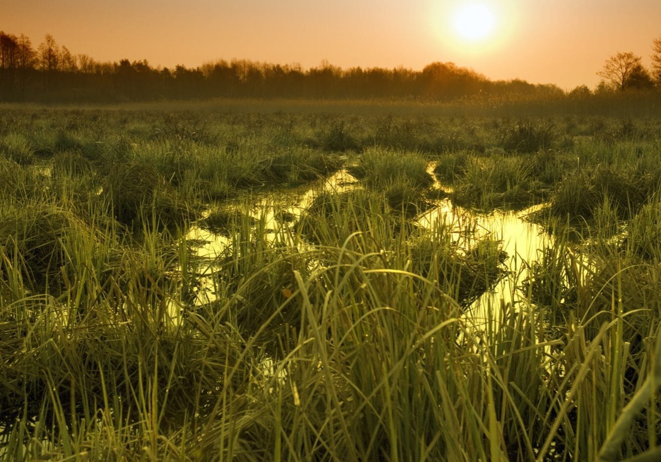 Policy Resource Center Tile, Everglades Restore Header - Swamp