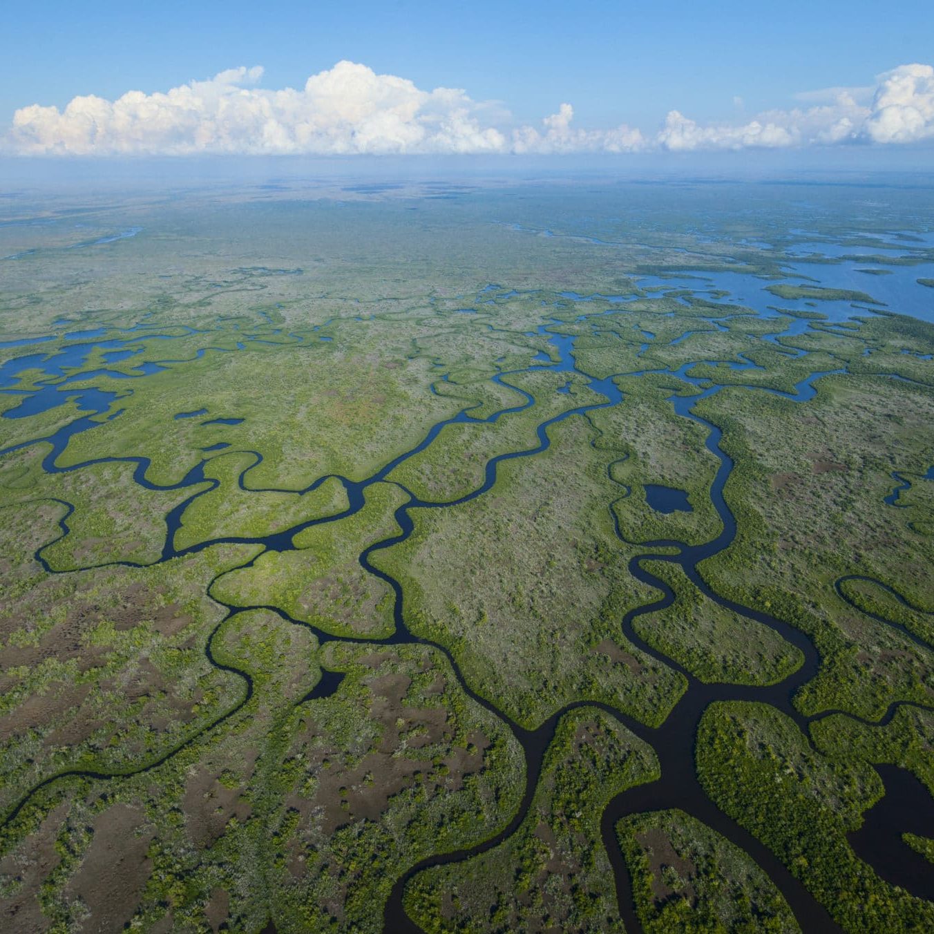 rainforest green, everglade green, algae green in different