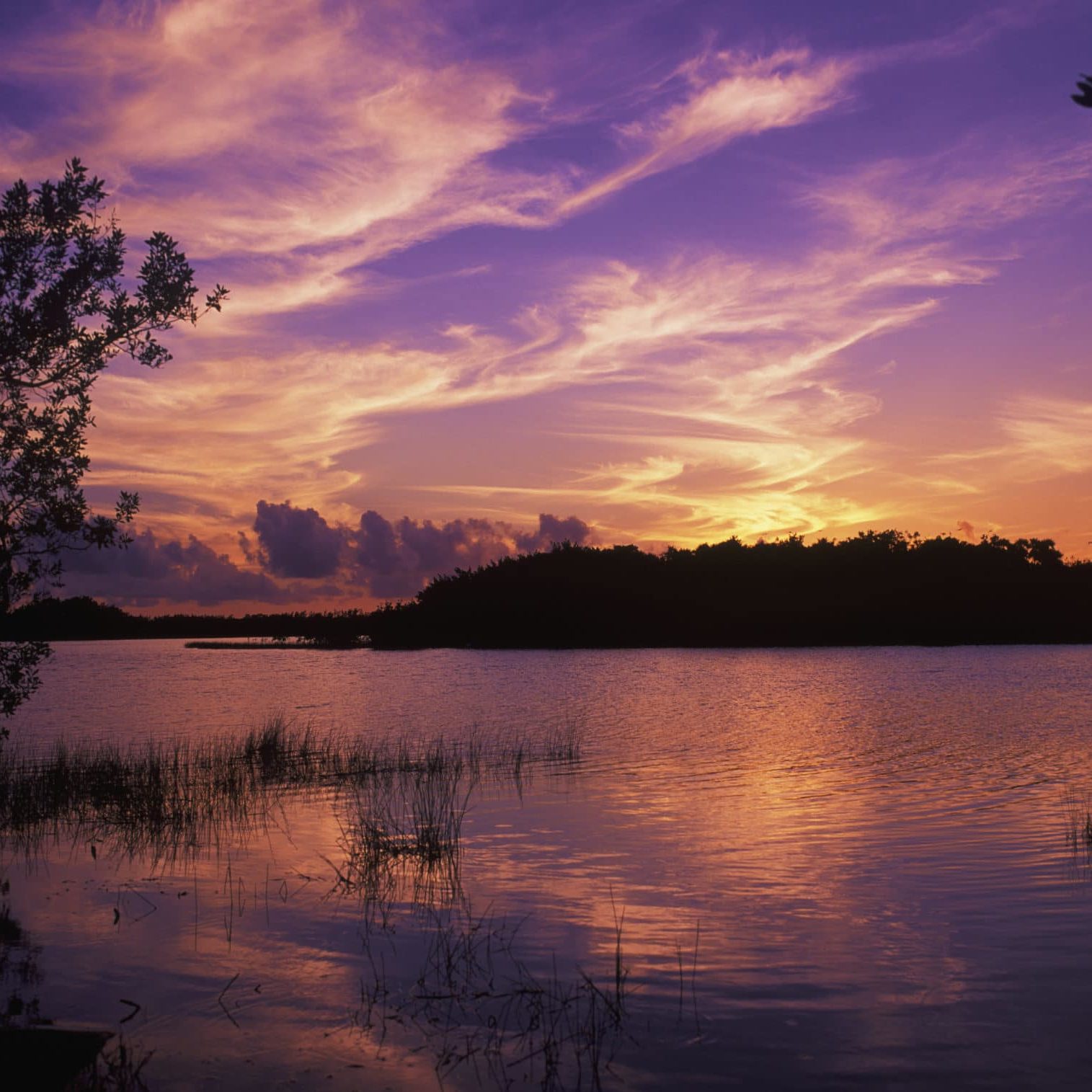 Everglades Purple Sunset Xl 1105481