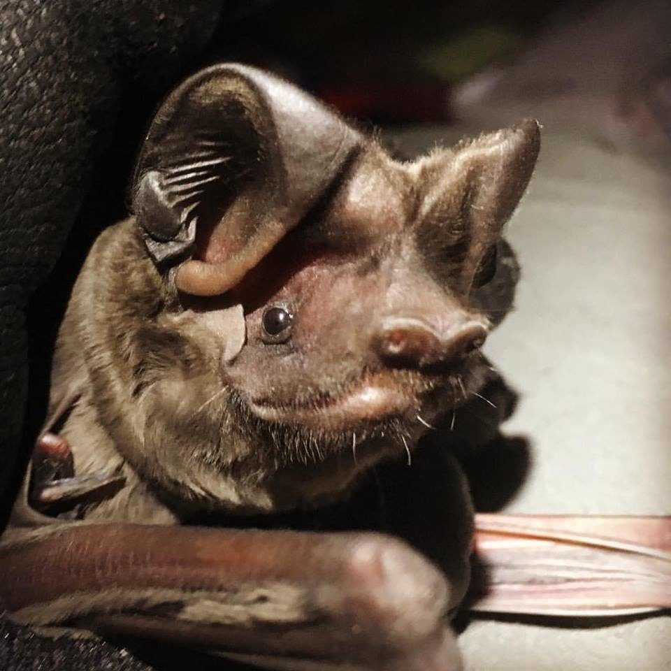 Close-up of Florida bonneted bat