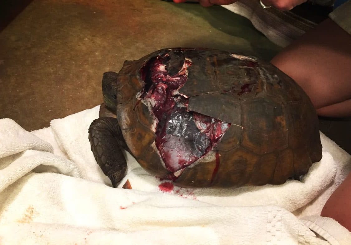 Gopher Tortoise FWC Blog