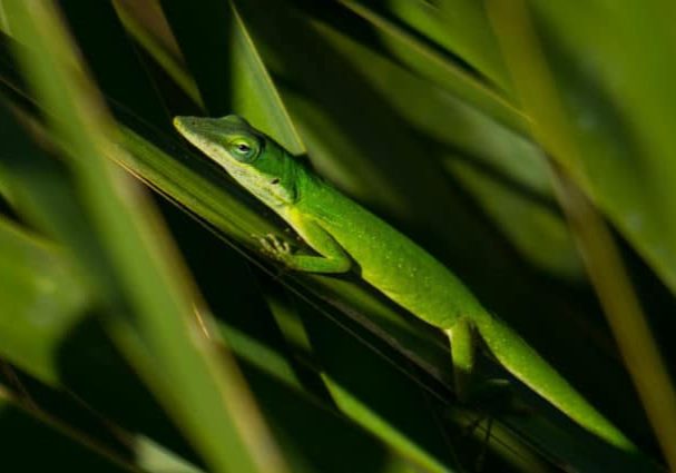 Green Anole (3)