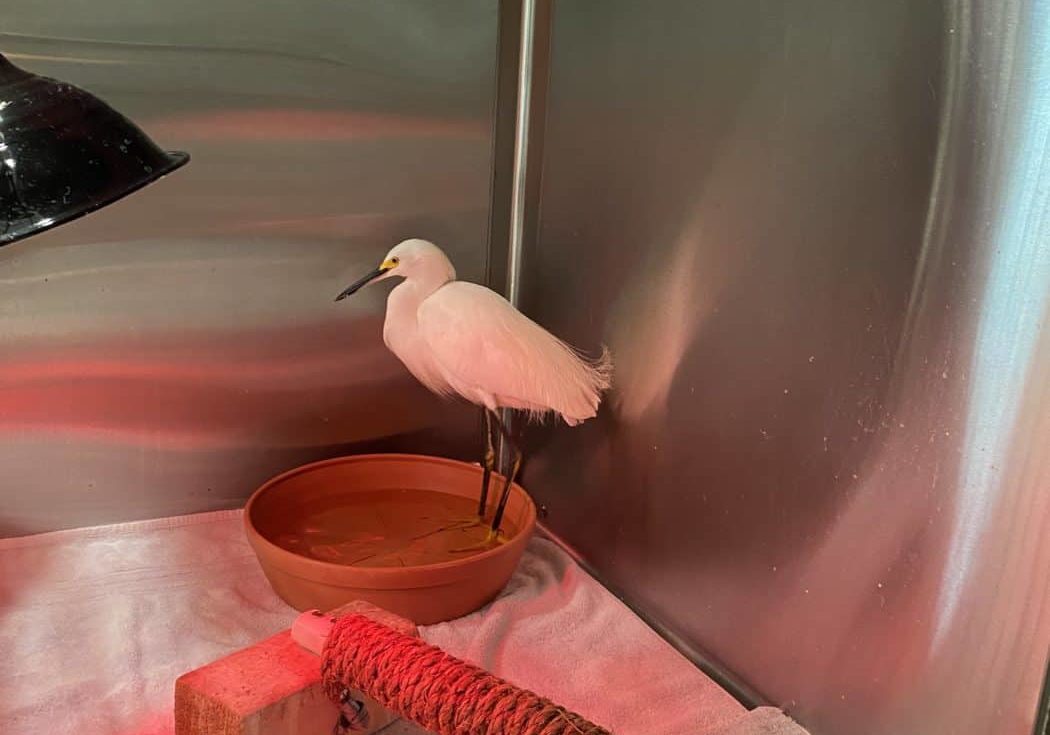 Rehabbing egret inside an enclosure at the von Arx Wildlife Hospital