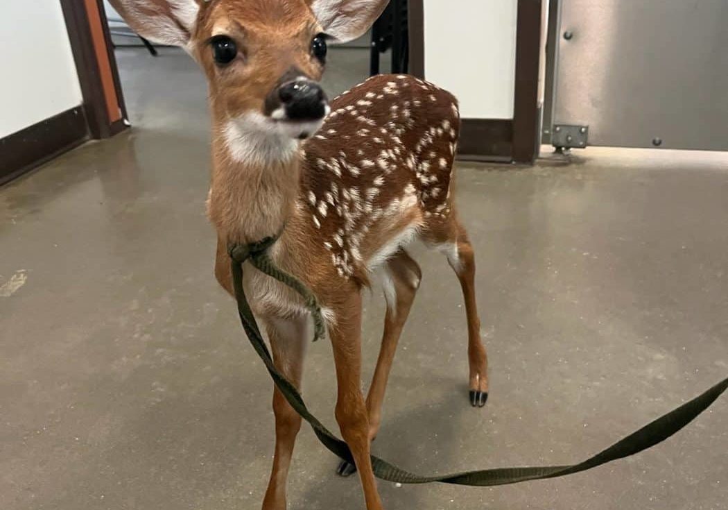 fawn with leash and collar attached