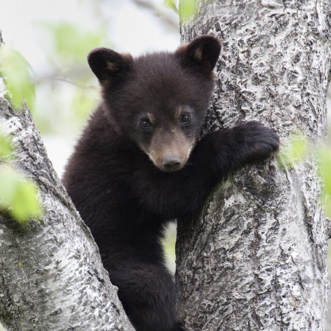 Black Bear Cub in tree