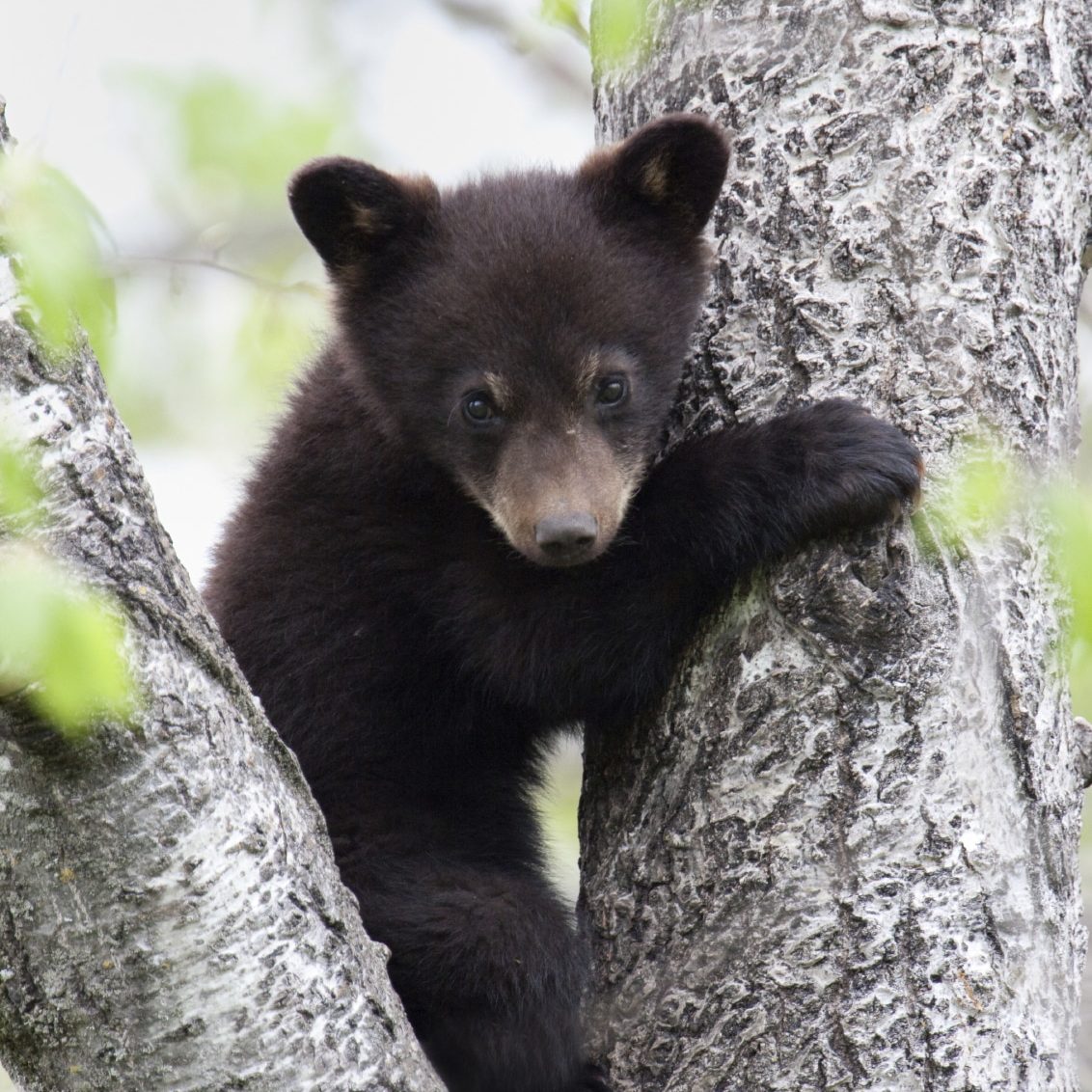 Habitat Protection  Conservancy of Southwest Florida