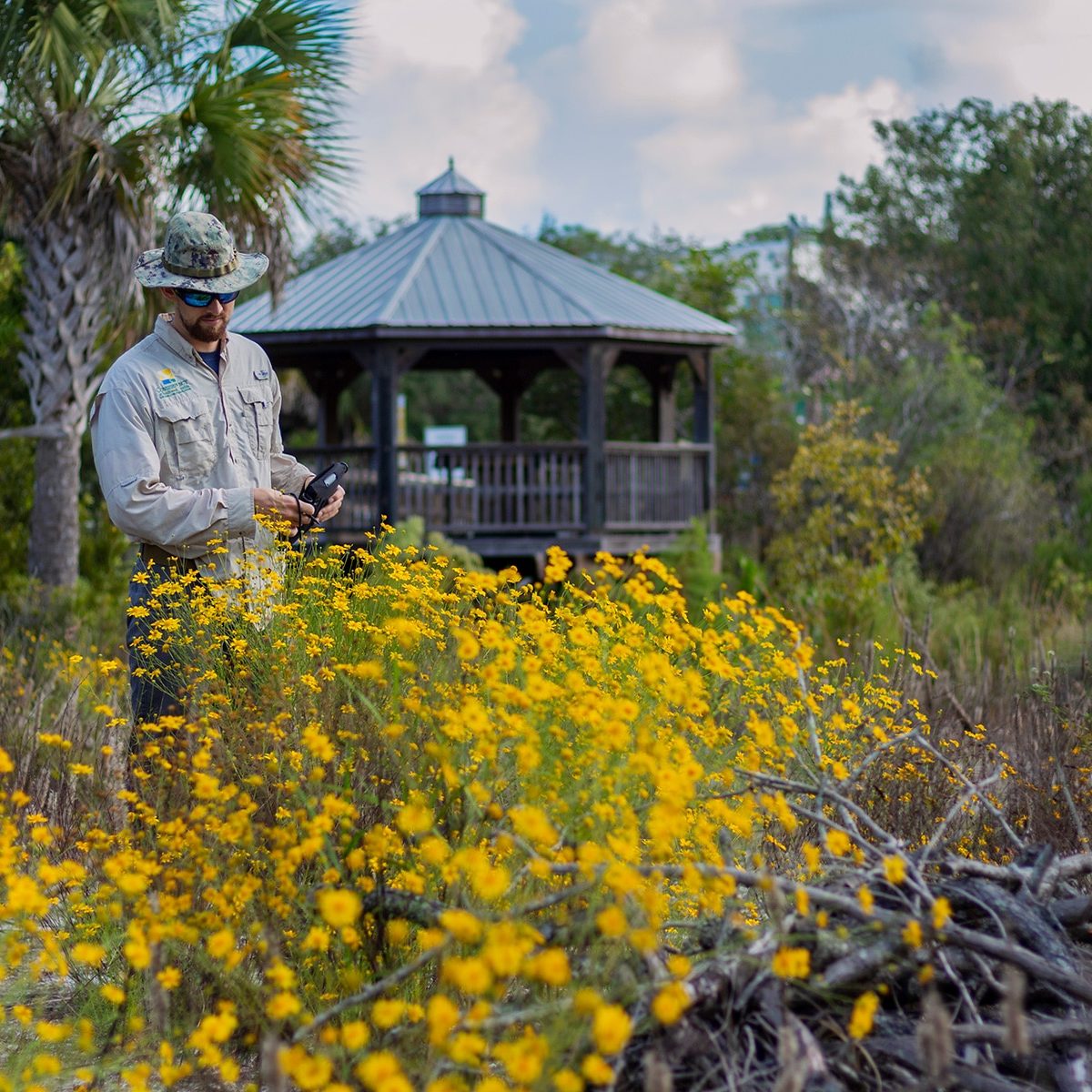 Conservancy of Southwest Florida biologist surveying species surrounded by yellow flowers