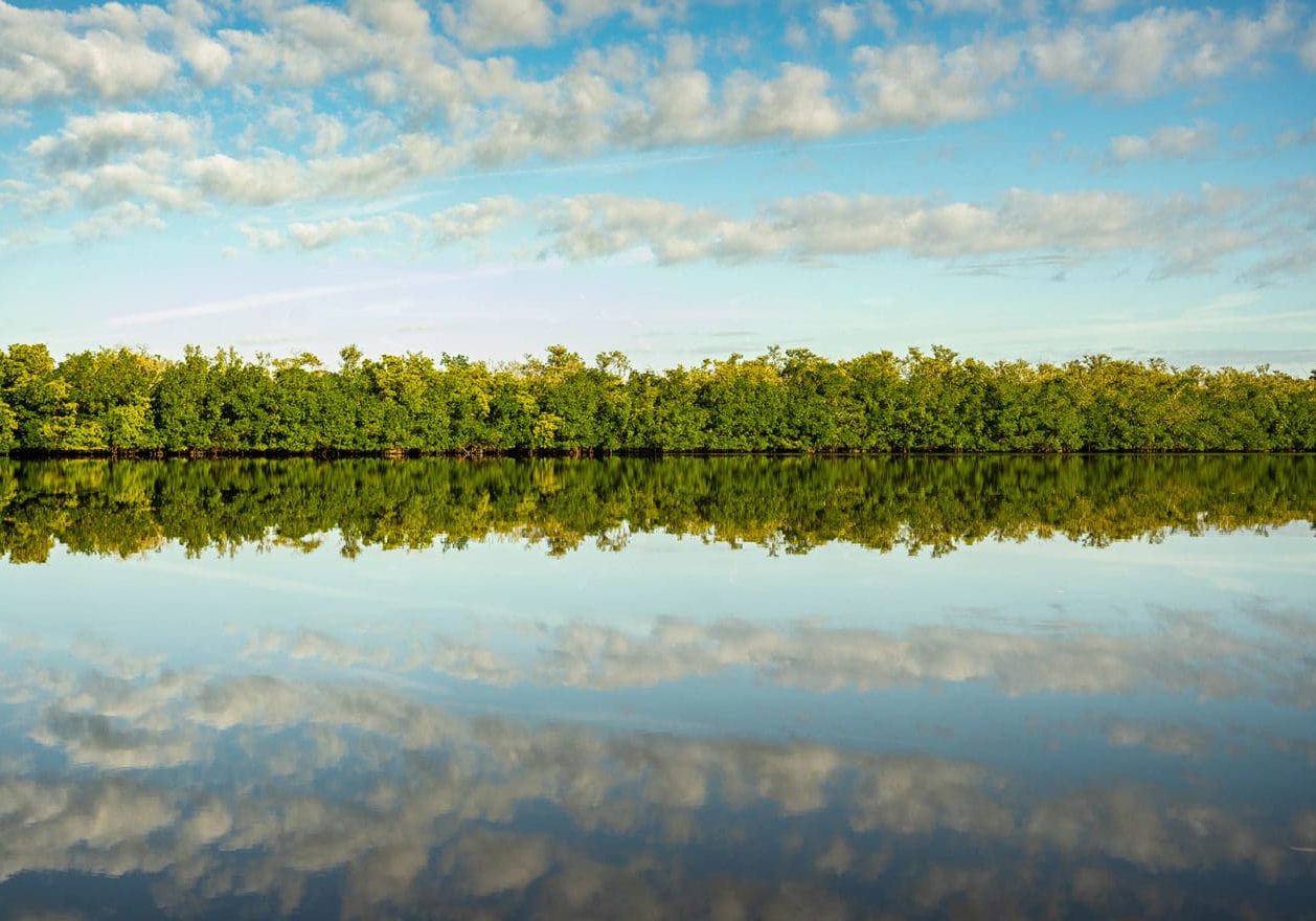 Mangroves reflected in the water