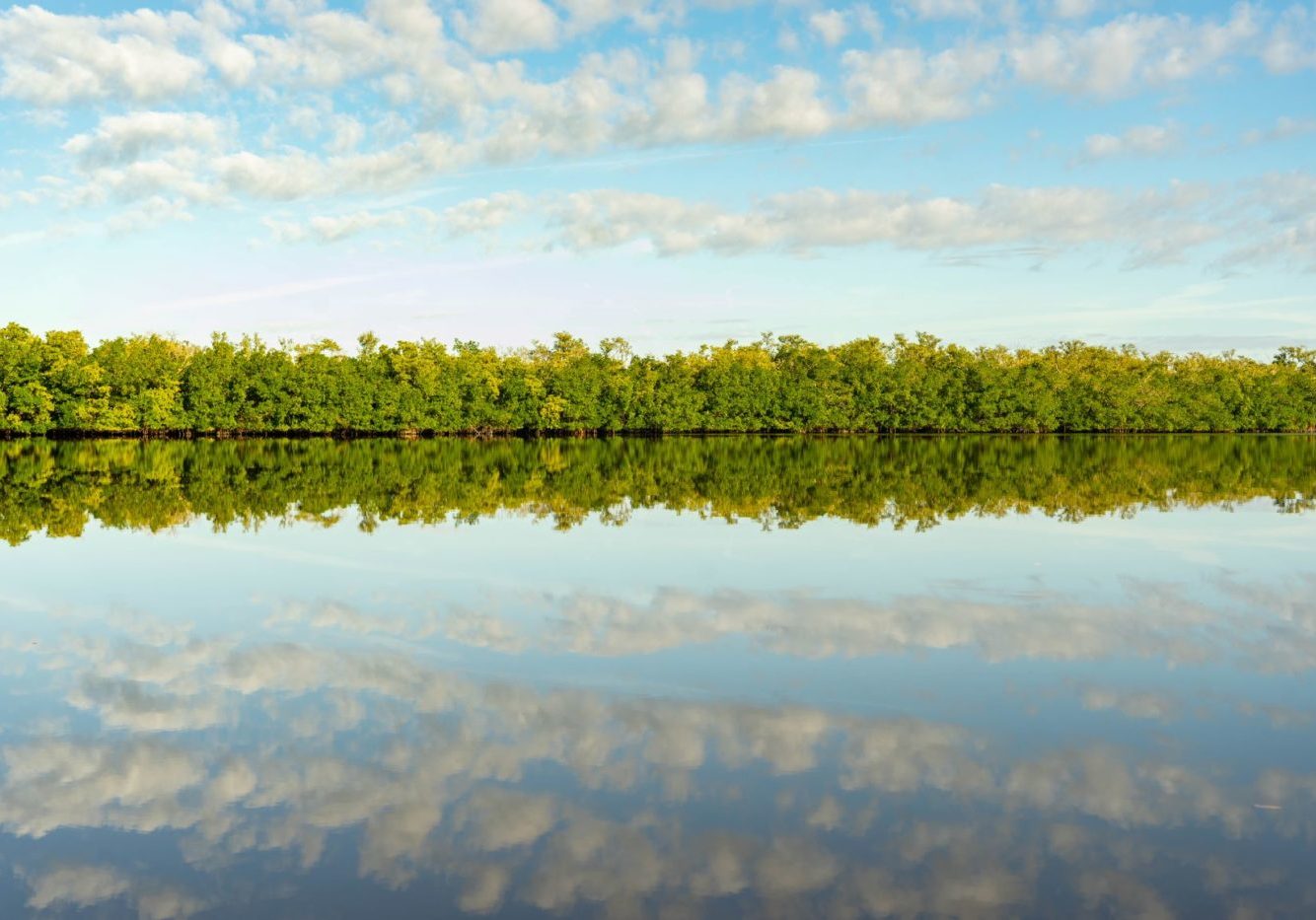 A line of mangroves and a blue with clouds reflected in the water