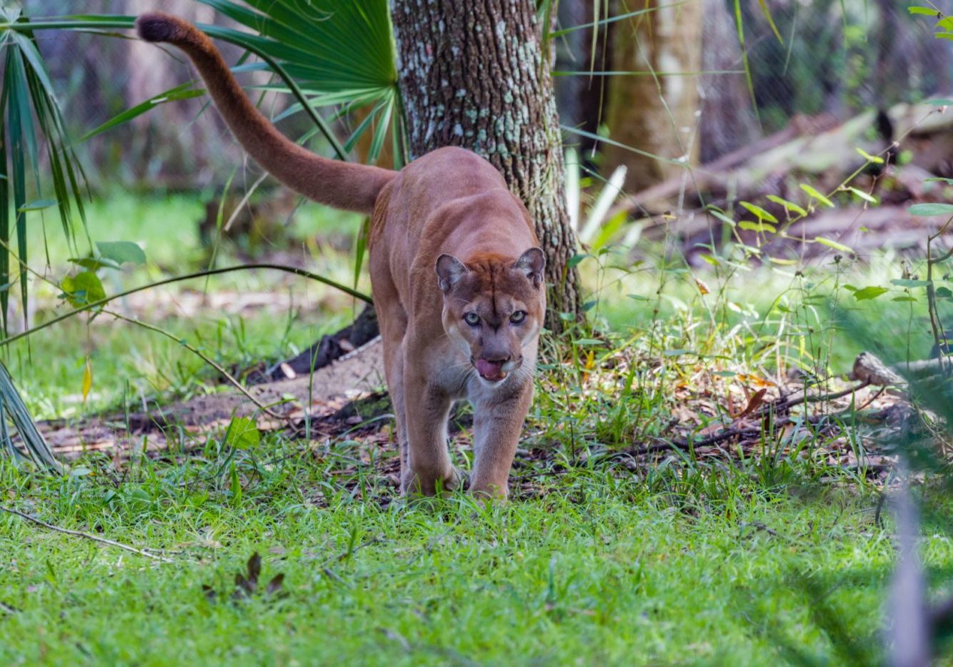 Florida panther walking through habitat