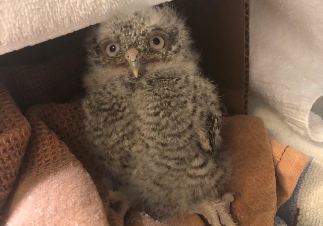 Owls