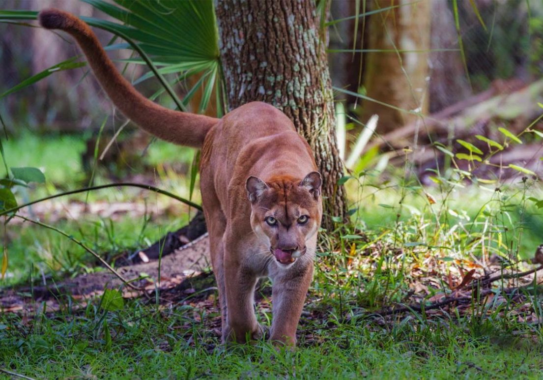 Panther Walking in forest