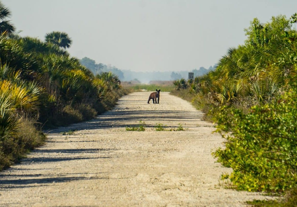 Picayune Black Bear (2)