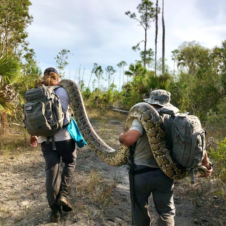 Team members hike out with large Burmese python on their shoulders