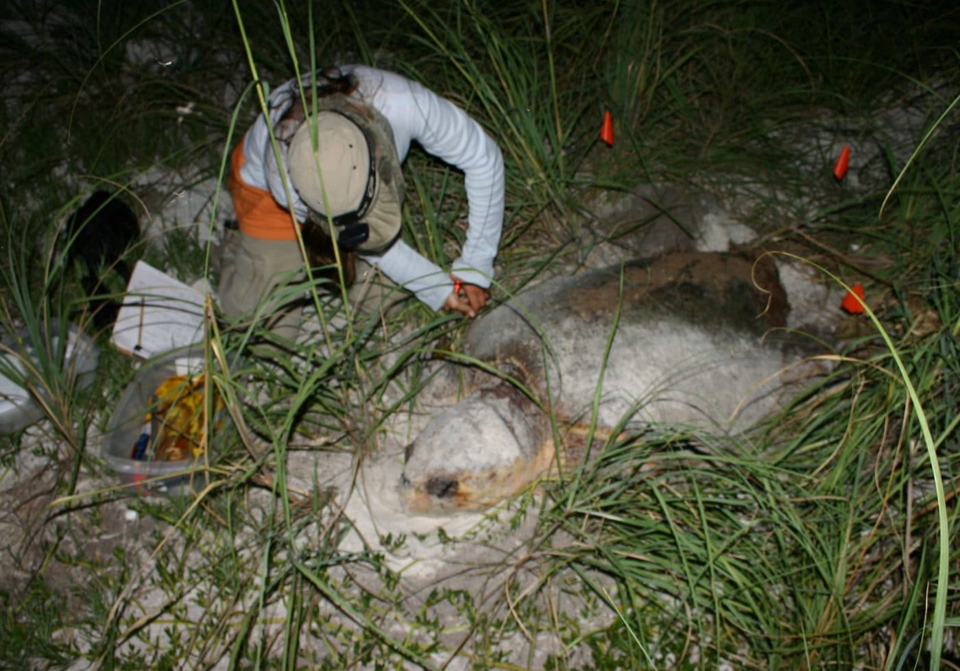 Team member on the beach with a large female nesting sea turtle