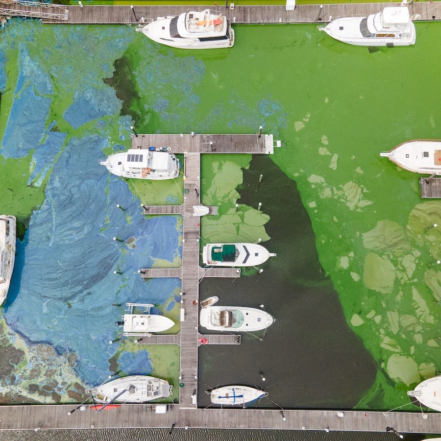 Toxic Blue Green Algae Bloom At Pahokee Marina Noah Miller Captains For Clean Water