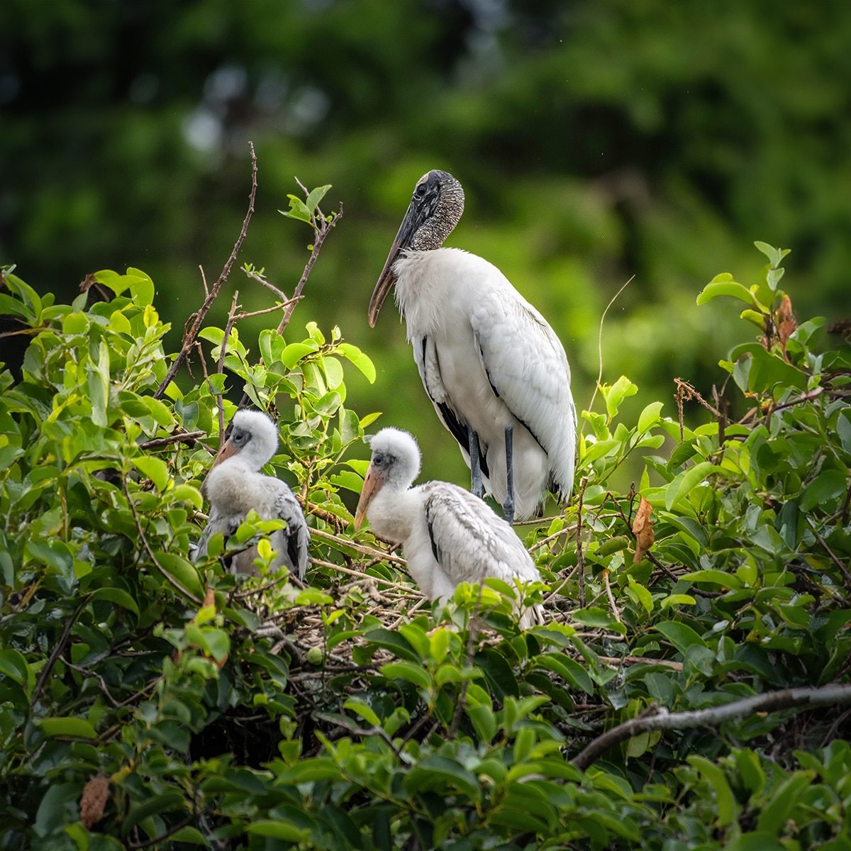 Wood stork and fledglings in the nest