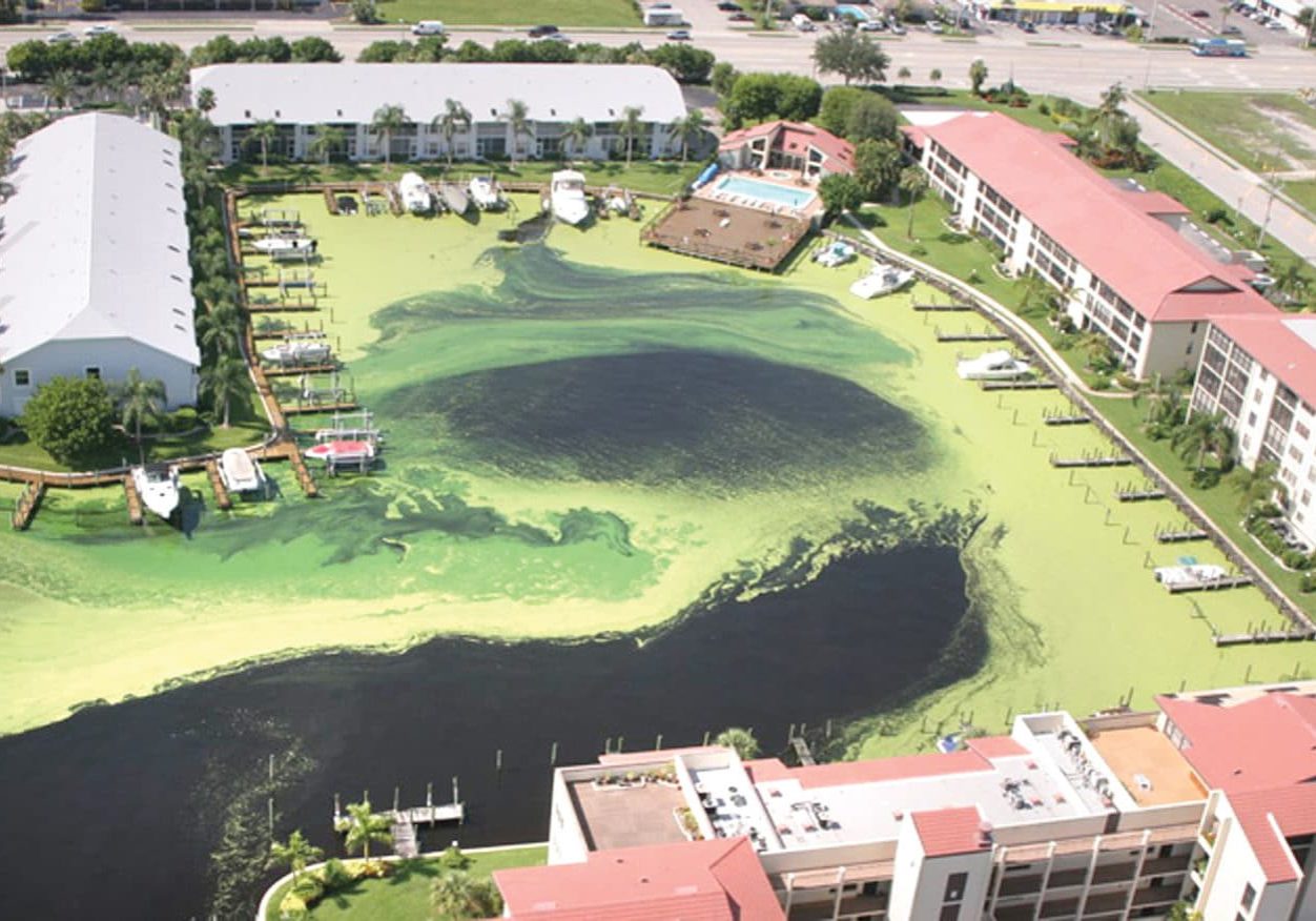 Algae Hotels Algae Hotels