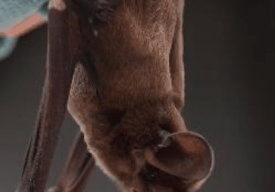 bonneted bat