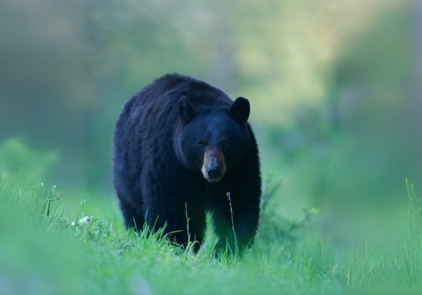 Bearingrass