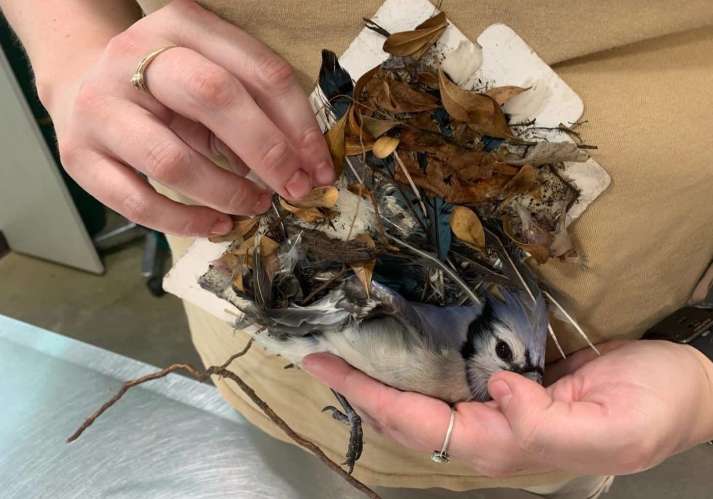 Bluejay 1536x1152 Bluejay 1536x1152
