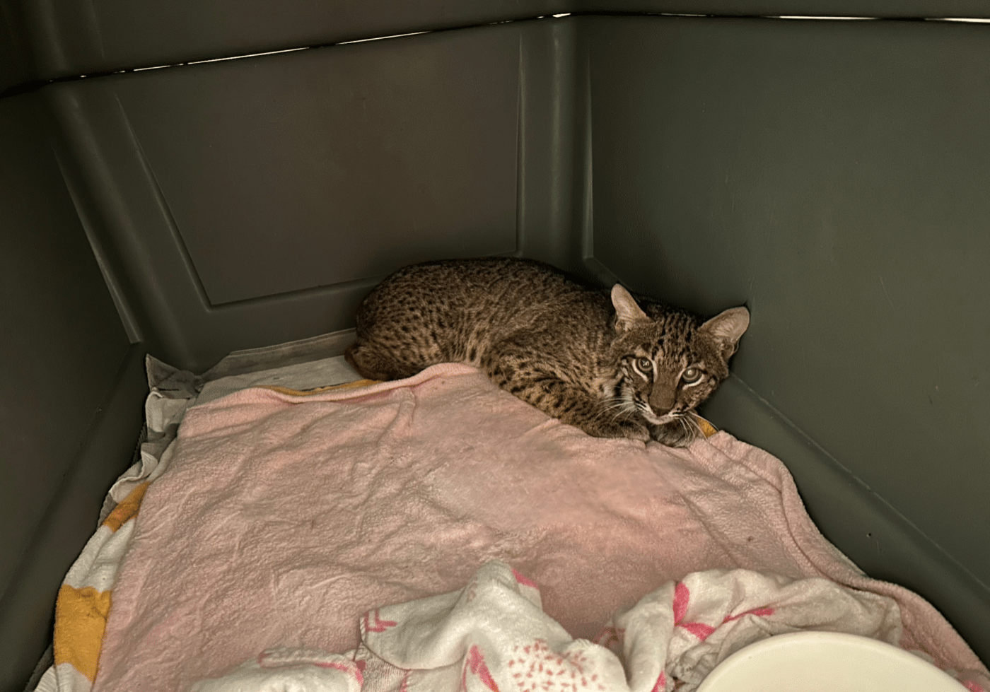 Bobcattransport (1) Bobcattransport (1)