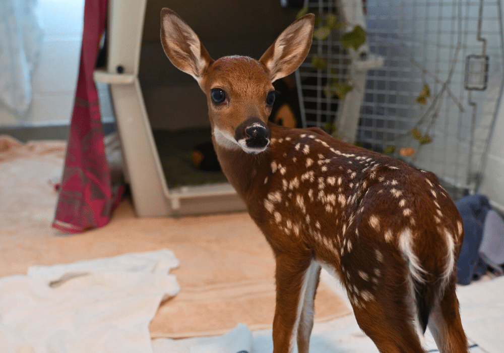 Bsfawn