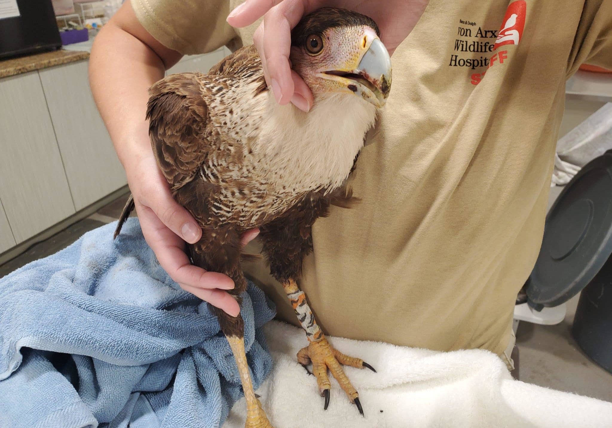 Crested caracara in the wildlife hospital